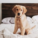 Natural Cosmetics for Animals